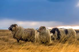 sheep